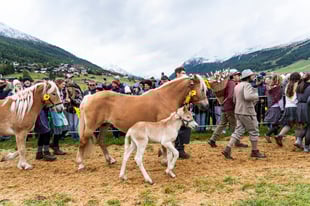 ALPENFEST 2025: WHEN THE MOUNTAIN TELLS ITS STORY WITH ELEGANCE AND HEART