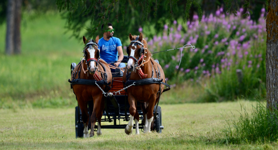 Tour in carrozza