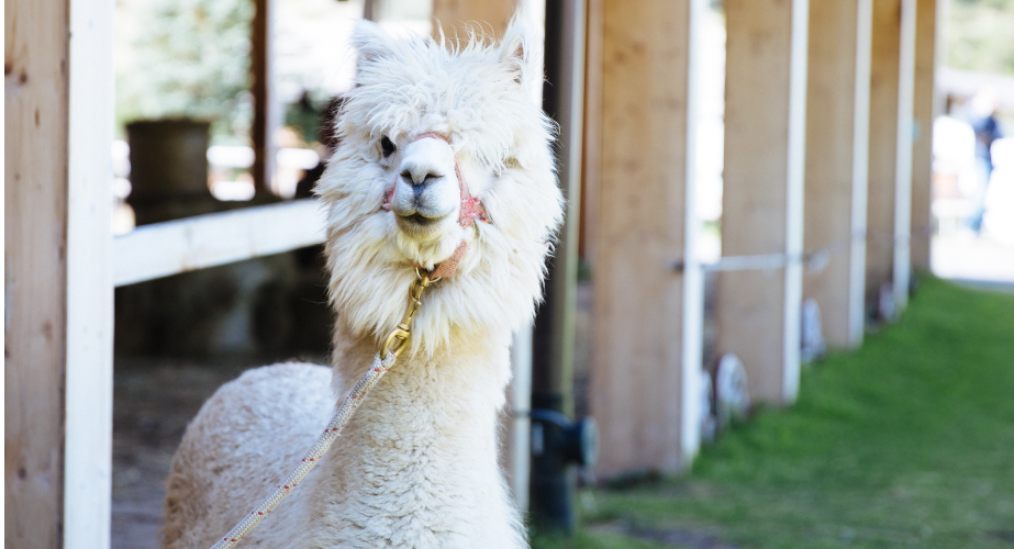 SPAZIERGANG MIT LAMAS UND ALPAKAS