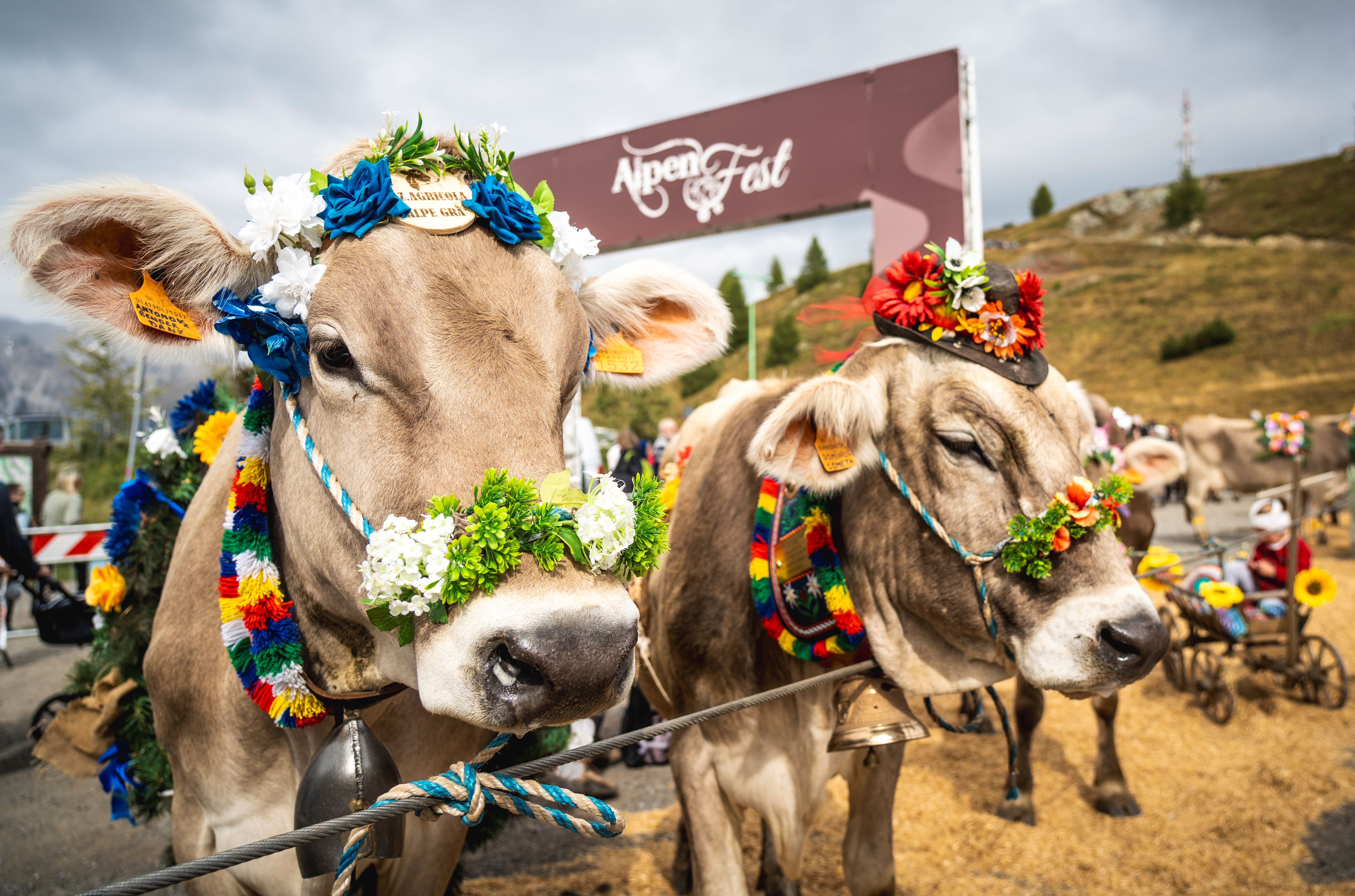 ALPENFEST 2026: A LIVIGNO LA TRADIZIONE ALPINA TORNA A VIVERE