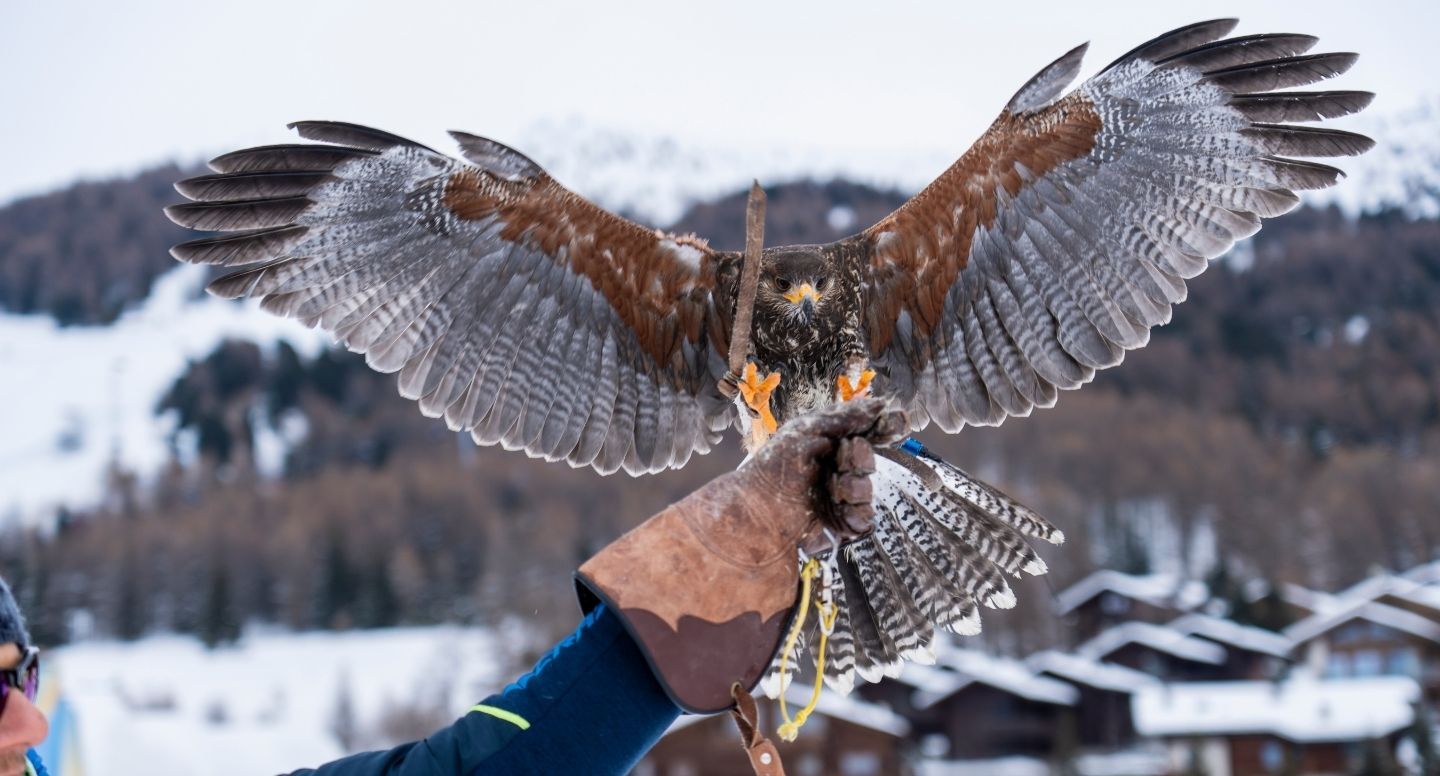 Passeggiata con rapace