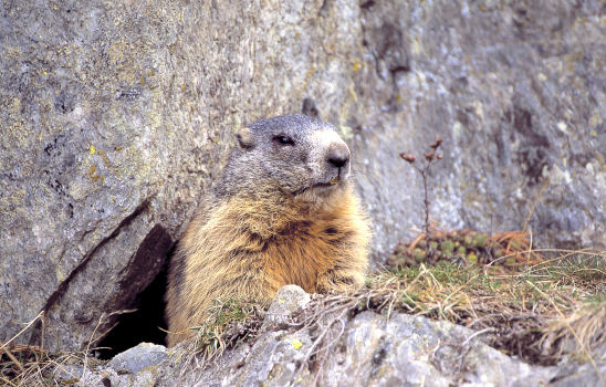 Marmotta_PNS-1