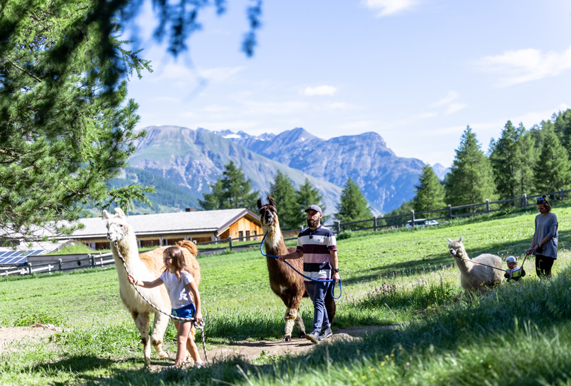 WALK WITH LLAMAS AND ALPACAS