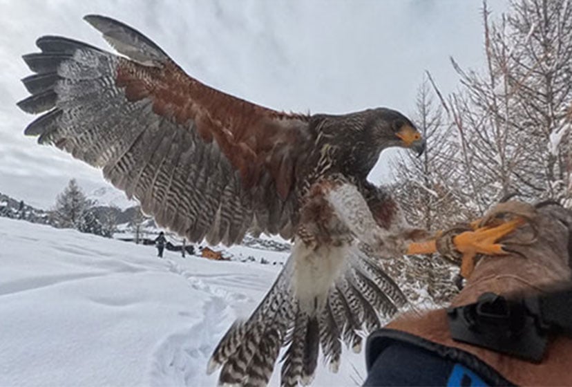 WALK TO THE MOUNTAIN HUT WITH BIRD OF PREY